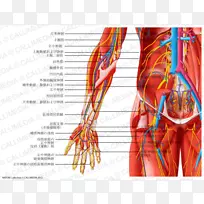 神经肌肉解剖骨盆肌肉系统