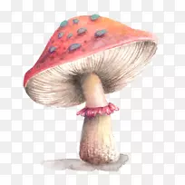 png图片下载计算机文件剪贴画彩色鲍鱼蘑菇