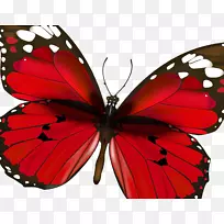 帝王蝶，刷子蝶，对称蝴蝶