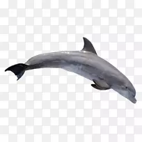 普通宽吻海豚png图片粗齿海豚剪贴画海豚