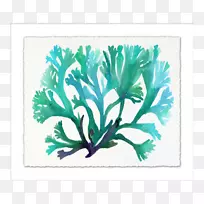 图解叶植物茎艺术水彩画海龟