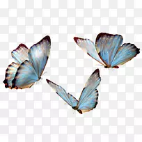 玻璃蝴蝶png图片剪辑艺术昆虫蝴蝶