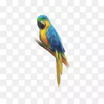 雄鹰鸟素描鹦鹉