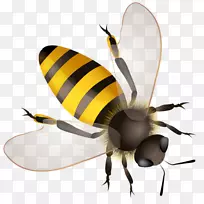 工蜂黄蜂非洲蜜蜂