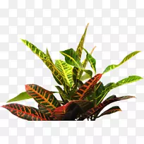 热带植物，png图片，土坯，光铺，热带花园-植物