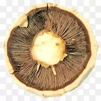 蘑菇计算机图形学.蘑菇