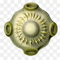 扁虫吸盘二倍体悖论生物学