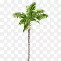 槟榔科砧木摄影棕榈枝椰子