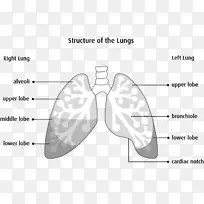 肺解剖生理学-人体呼吸系统