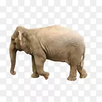 非洲象河马动物-大象托儿所