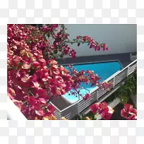 花卉设计花瓣-西部城镇