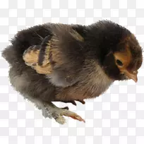 动物喙鸡作食物-复活节鸡
