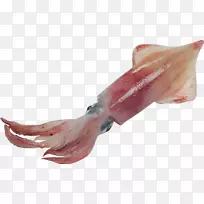 欧洲鱿鱼章鱼头足类巨型鱿鱼
