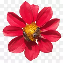 蜜蜂野花png图片-快乐女士