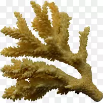 珊瑚剪贴画