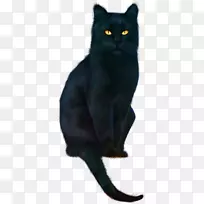 黑猫孟买猫chartreux亚洲半长毛马来亚猫黑猫纹身