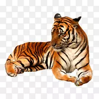 猫科狮子png图片剪辑艺术孟加拉虎-主管