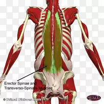 [医]棘肌、脊柱、髂腰横肌、直肌、棘肌