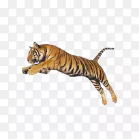狮子猫豹猫科动物-狮子