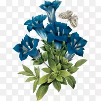 龙胆植物学插图蓝花
