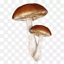 png图片普通蘑菇剪贴画真菌蘑菇