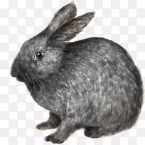 国内兔欧洲兔形象-兔