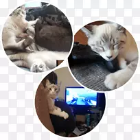 胡须猫