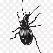 甲虫剪贴画苍蝇甲虫插图-甲虫