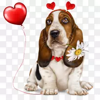 巴塞特猎犬，约克郡猎犬，狗