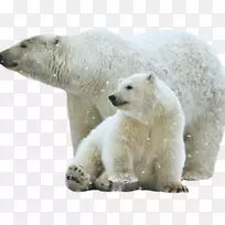 北极熊棕熊北极熊白色png图片剪辑艺术北极熊