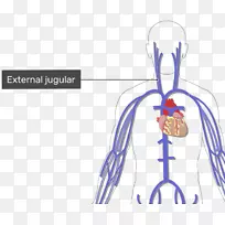 髂总静脉人体肘中静脉颈外静脉颈部血痕