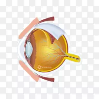视网膜中央动脉视网膜中央静脉人眼-眼护理