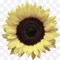 png图片图像剪贴画普通向日葵桌面壁纸.向日葵