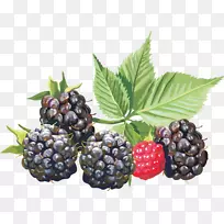 黑莓png图片adobe Photoshop剪贴画水果黑莓水果