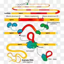 RNA剪接基因小核rna转移RNA剪接载体
