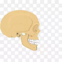 颅骨人体骨骼轴向骨骼解剖颧骨颅骨