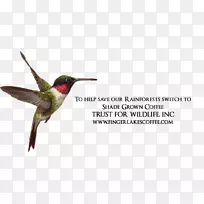 红宝石喉蜂鸟广告动物喙咖啡豆遮荫