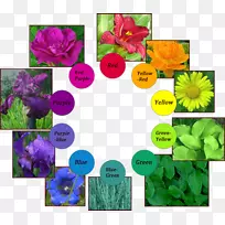 彩色绿色紫罗兰花型.紫罗兰色