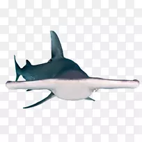 安魂曲鲨鱼锤头鲨吉尼斯世界纪录：惊人的动物：装满了你最喜爱的动物朋友虎鲨-鲨鱼
