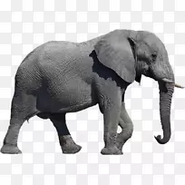png图片非洲象剪贴画桌面壁纸.大象
