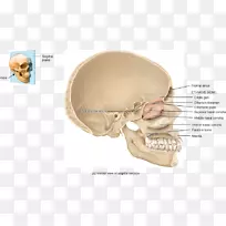 耳副鼻窦垂体骨解剖-努力学习
