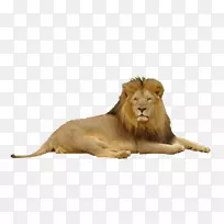 狮子png图片剪贴画桌面壁纸美洲狮