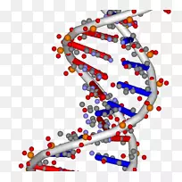 DNA核酸双螺旋RNA基因组-科学