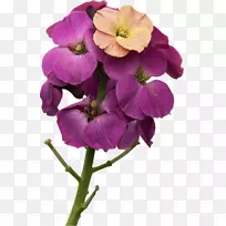 紫罗兰一年生草本植物