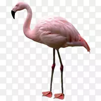 Flamingopng图片剪辑艺术鸟PSD-火烈鸟