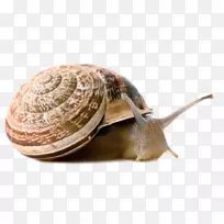 陆生蜗牛尾螺腹足类脊椎动物-蜗牛