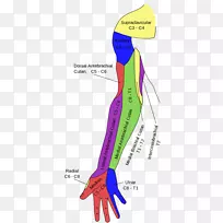 格雷解剖正中神经尺神经腋神经上臂