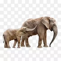 亚洲象非洲灌木象彩虹约克郡壁画大象