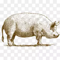 家猪天文学家的猪繁殖肉猪