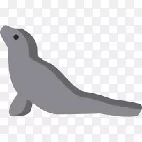 海狮无耳海豹海象-海狮